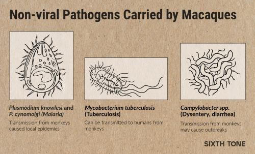 Какие меры безопасности принимаются на китайских рынках диких животных после пандемии. Опытным путем. В Китае заговорили об опасности незаконной торговли обезьянами