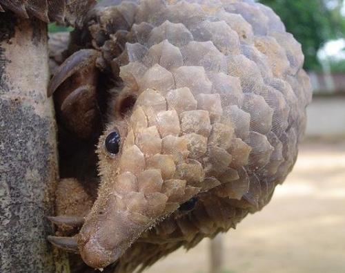 Какие животные могут быть резервуарами или переносчиками коронавируса. Ученые выяснили, какое животное переносит коронавирус