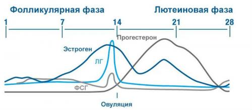 Эстрадиол при климаксе норма. Ольга Гвоздева, эндокринолог. Редактор А. Герасимова