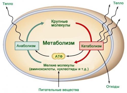 Существуют ли специальные диеты на основе черного тмина для похудения. Тмин для похудения. Способы применения