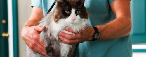 Похудение дома: 4 простых упражнения для достижения цели 01