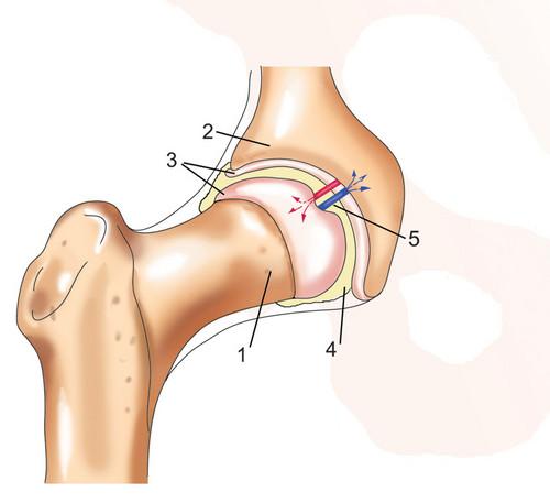 Тазобедренный сустав движения. Тазобедренный сустав