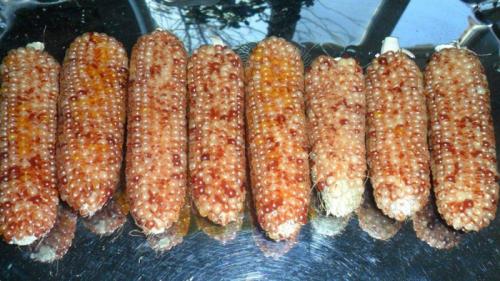 Какой самый высокий по своему росту сорт кукурузы. Сорта кукурузы – 42 лучших сорта кукурузы 2024 с описанием и фото