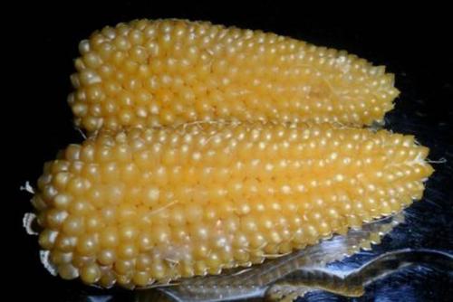 Какой самый высокий по своему росту сорт кукурузы. Сорта кукурузы – 42 лучших сорта кукурузы 2024 с описанием и фото