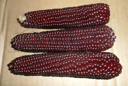 Какой самый высокий по своему росту сорт кукурузы. Сорта кукурузы – 42 лучших сорта кукурузы 2024 с описанием и фото