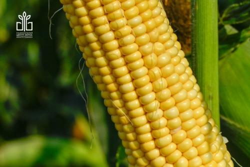 6 интересных фактов о кукурузе. 7 ИНТЕРЕСНЫХ ФАКТОВ О КУКУРУЗЕ