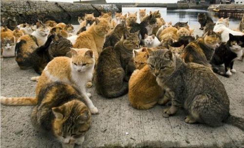 Остров аосима (Aoshima) - один из десятков Кошачьих Островов Японии. 09