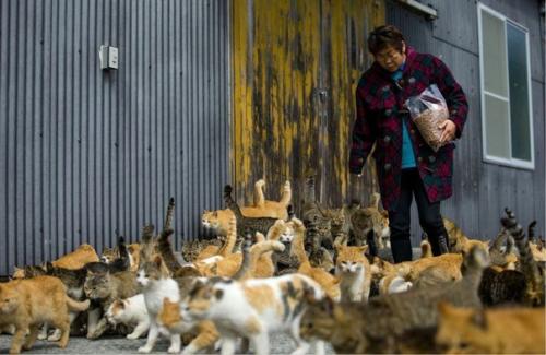 Остров аосима (Aoshima) - один из десятков Кошачьих Островов Японии. 06