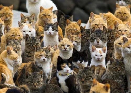 Остров аосима (Aoshima) - один из десятков 