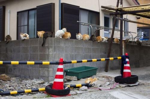 Остров аосима (Aoshima) - один из десятков Кошачьих Островов Японии. 03