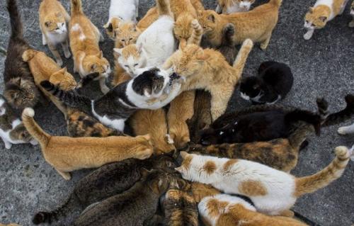 Остров аосима (Aoshima) - один из десятков Кошачьих Островов Японии. 04