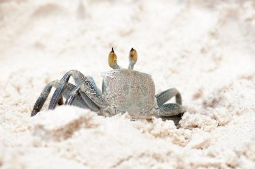 Поистине райское местечко! Анс Сурс д'Аржан - самый живописный пляж в мире. 06