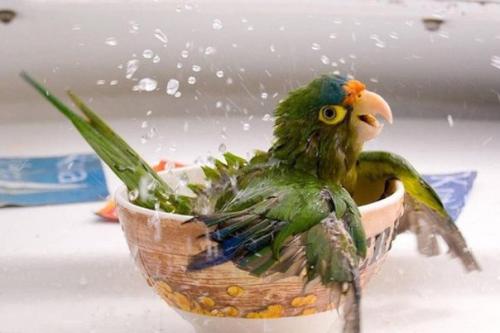 10 самых очаровательных фактов о животных.