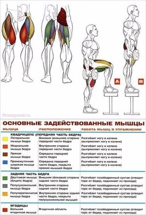 Шикарные ноги: основные упражнения для прокачки анатомия! 07