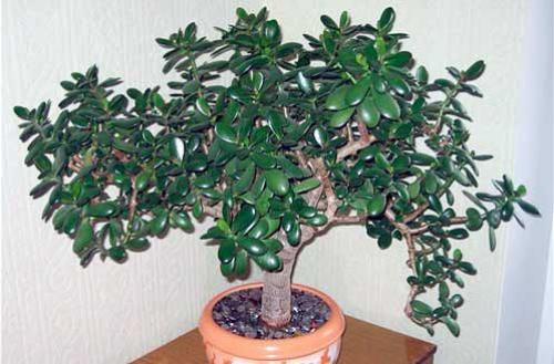 Целительные свойства денежного дерева.