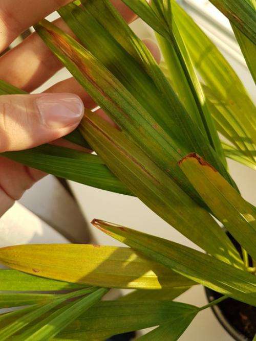 Добрый день!  В прошлом году приобрела маленькую пальму арека. 01