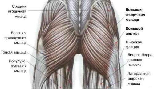 Как сделать ягодицы округлыми? 

