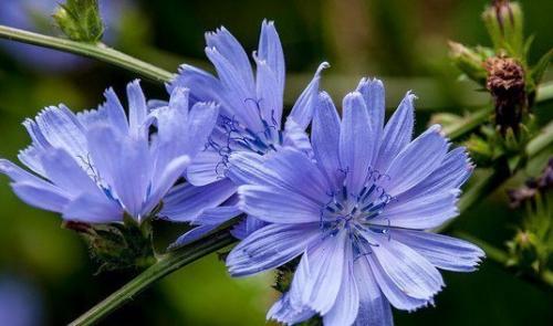 Цикорий.  Забытый волшебник.