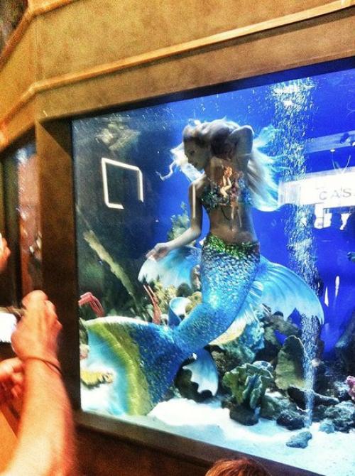 Как стать русалкой. 33-Летняя Ханна фрейзер работает русалкой в аквариуме города Сиднея.