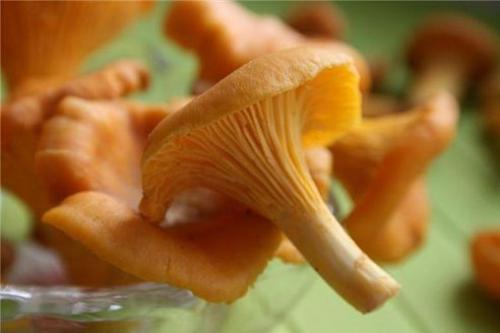 Не задумывались, почему лисички никогда не бывают червивыми? Не задумывались, почему лисички никогда не бывают червивыми?