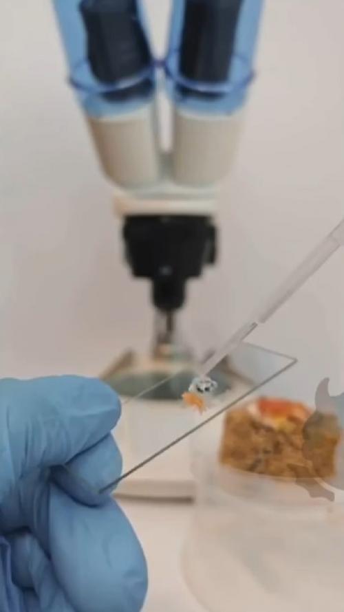 Я как раз роллы заказала! 01