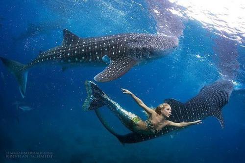 Как стать русалкой. 33-Летняя Ханна фрейзер работает русалкой в аквариуме города Сиднея.