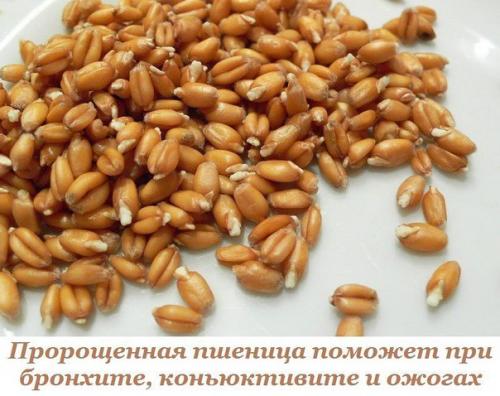 Проращивание пшеницы не требует теплицы. Проращивание пшеницы не требует теплицы.