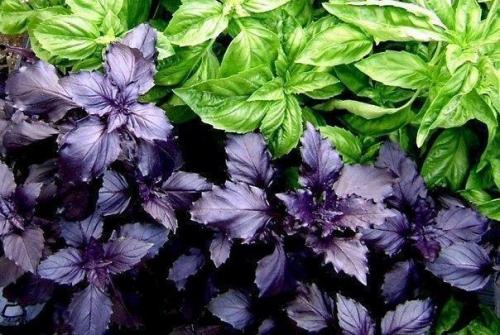 15 чудесных применений базилика.