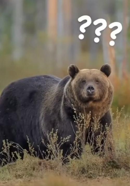 Этот кадр - наглядный ответ на вечный вопрос о том, почему статистика продолжительности жизни так беспощадна к сильной половине человечества. 01