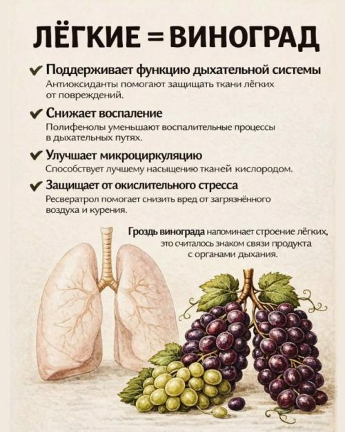 Ты когда-нибудь задумывалась, почему некоторые продукты так странно похожи на наши органы? 02