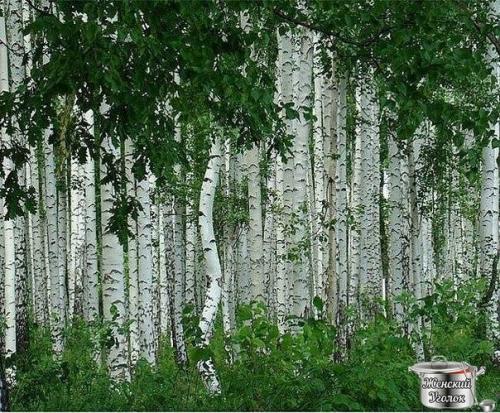 Березовая магия?   Издавна считалось, что в мае береза обладает.
