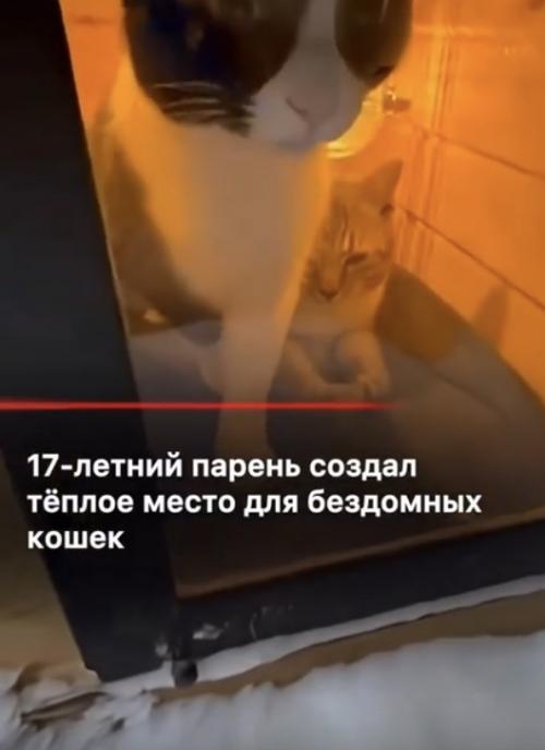 Простой пацан соорудил элитный курорт для уличных хвостатых прямо посреди суровых сугробов. 01