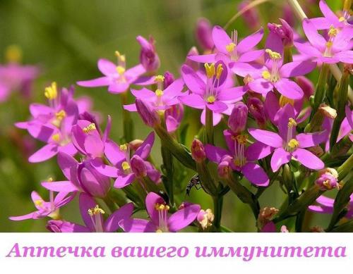 Аптечка вашего иммунитета. 

