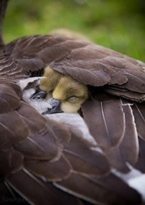 И ничего в природе нет, чтобы любовью не дышало. 03