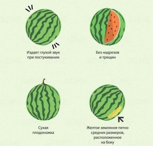 Лето уже совсем скоро - пора вспоминать как выбрать хороший арбуз! 01