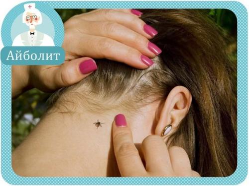 Что делать, если укусил клещ.