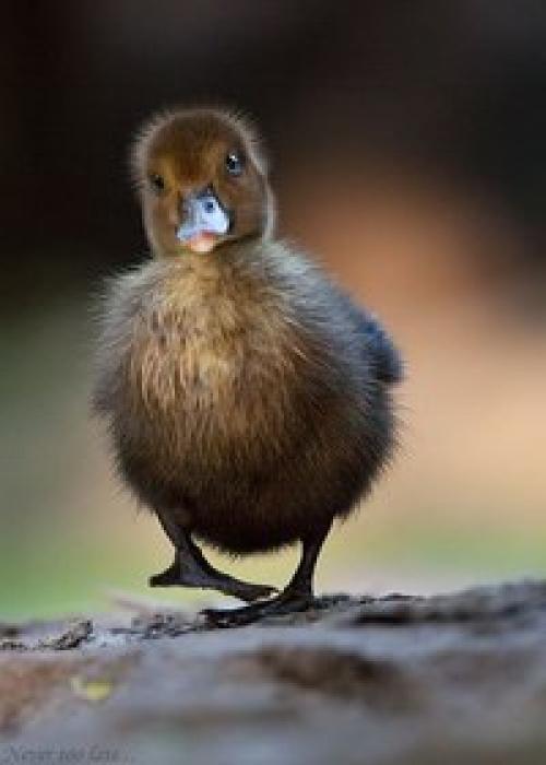 И ничего в природе нет, чтобы любовью не дышало. 04