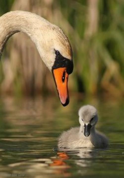 И ничего в природе нет, чтобы любовью не дышало.