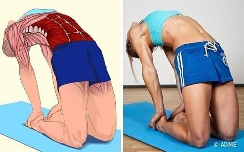 Малоподвижный образ жизни - главный враг не только мышечного корсета, но и всего опорно - двигательного аппарата в целом. 01