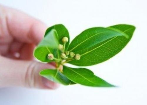 Ритуалы на удачу с лавровым листом. Ритуалы на удачу с лавровым листом.