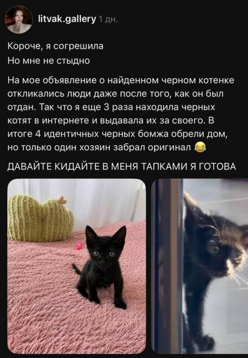 Девушка разместила объявление о чёрном котёнке, и первого малыша быстро забрали в новый дом. 01