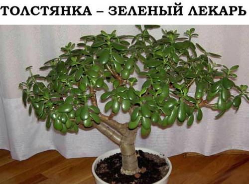 Толстянка - зелёный лекарь.