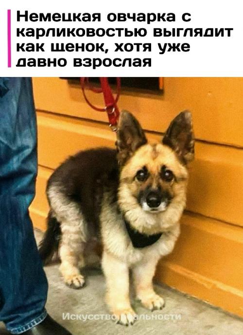 Из-за карликовости эта немецкая овчарка не выросла до обычных размеров своей породы. 
