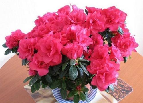 Какие комнатные цветы стоит заводить дома? Какие комнатные цветы стоит заводить дома?