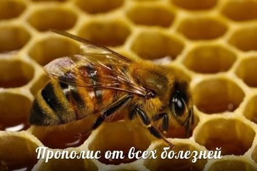Прополис от всех болезней. 


