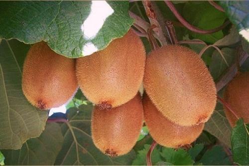 Мы выращиваем киви дома. 04 Мы выращиваем киви дома. 04