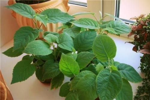 Мы выращиваем киви дома. 02 Мы выращиваем киви дома. 02