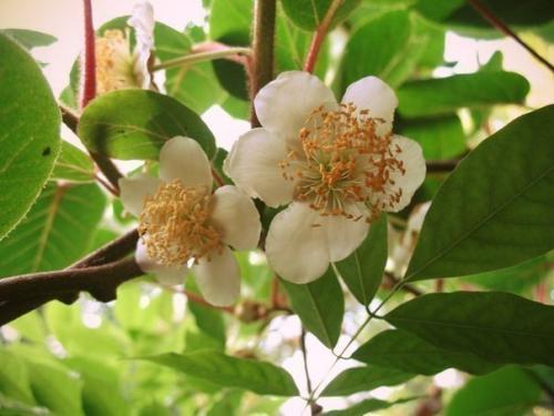 Мы выращиваем киви дома. 03 Мы выращиваем киви дома. 03