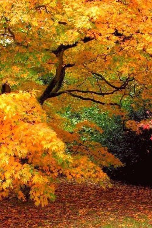 Хорошо, что есть осень, она нежно и аккуратно готовит нас к холодам. 03