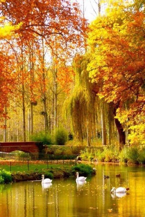 Хорошо, что есть осень, она нежно и аккуратно готовит нас к холодам.